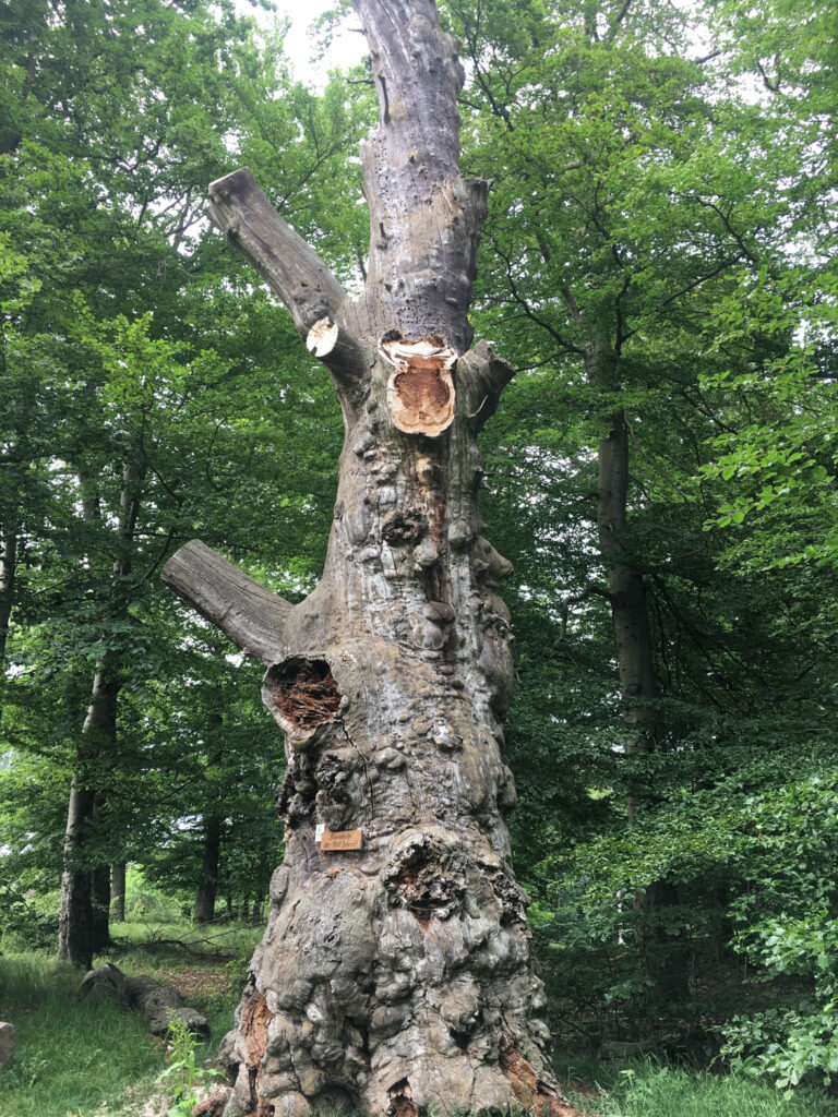 ferienhaus-panoramablick-stolberg-4