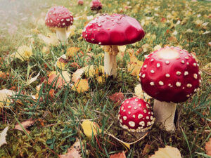 homelikestay-ferienhaus-vermietung-harz-ausflugsziele--17